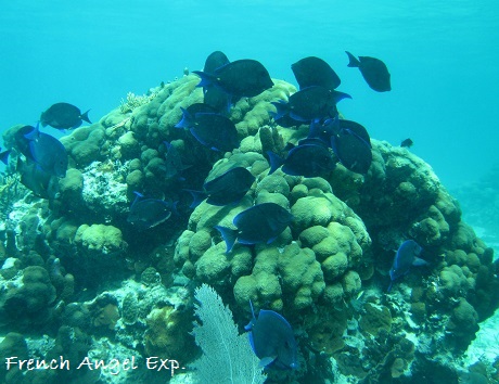 Blue Tangs on Bolder Coral.jpg