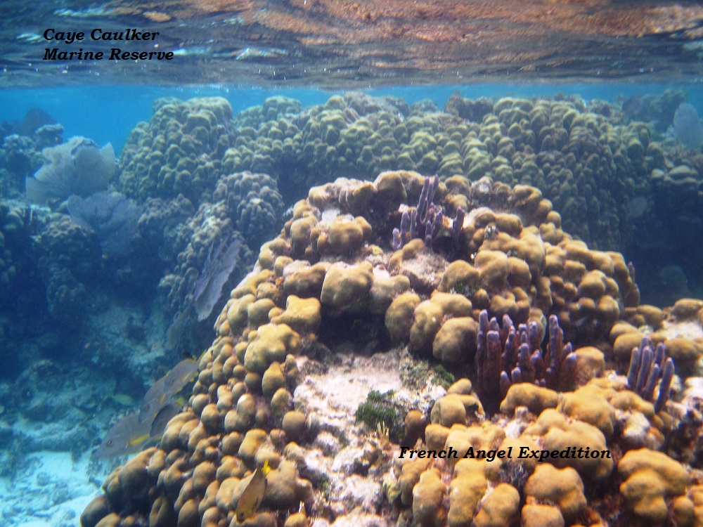 Star Corals.jpg